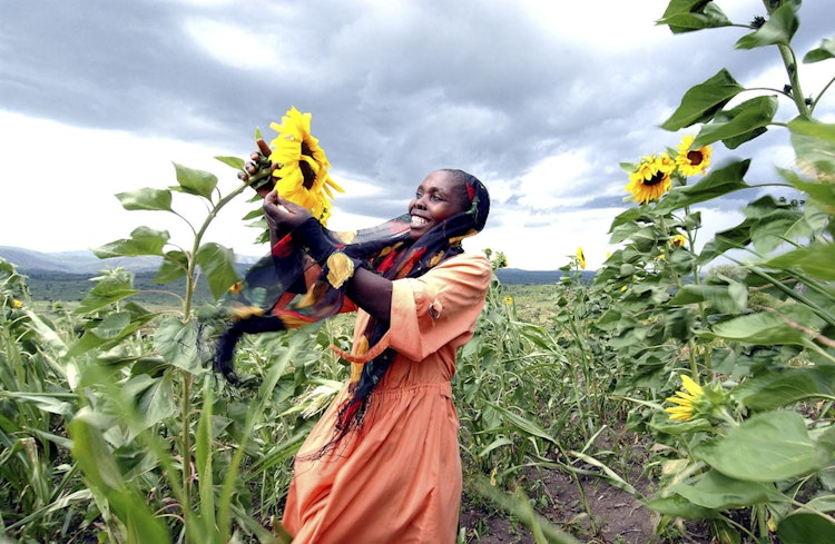 Photo a black lady in a sunflower field by John Ferguson